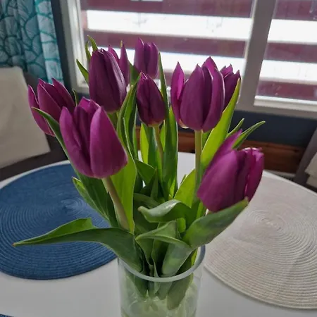 Villa Katiskosken Joenrantamoekki Hämeenlinna